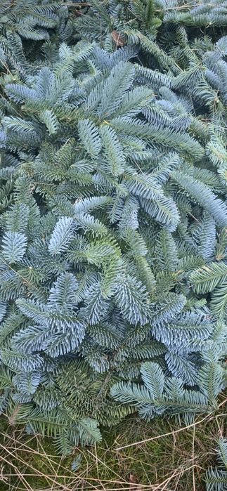 Kruciaki Jodła Nobilis