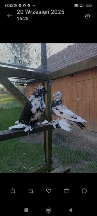 Turkoty niemieckie dwuczube