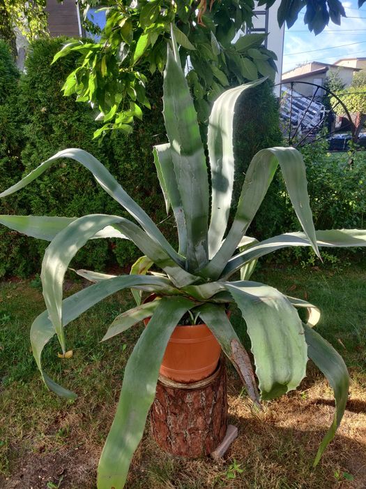 Agawa w doniczce, bardzo duża