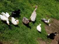 Kaczki call duck