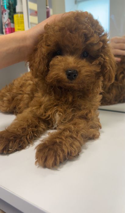 Міні щеня мальтипу