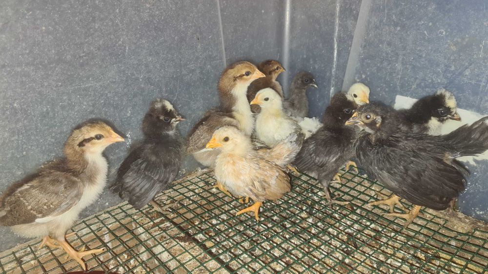 Pintos paduana leghorn seramas