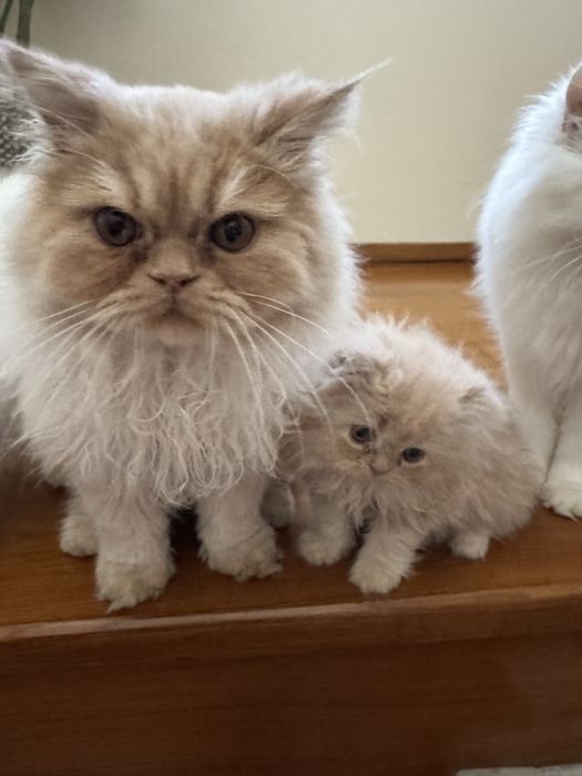 Gatinho persa muito docil