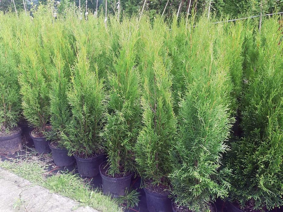 Tuja Szmaragd Szmaragdowa Tuje Szmaragdy 90CM Wys hodowane w doniczce
