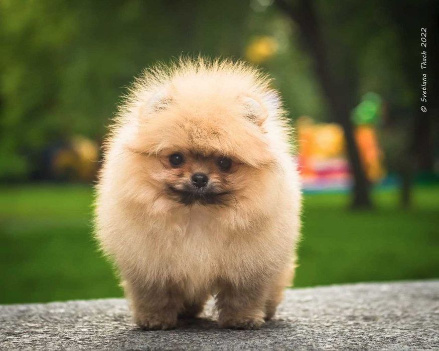 Люксовые щенки померанского шпица мишки курносые плюшевые