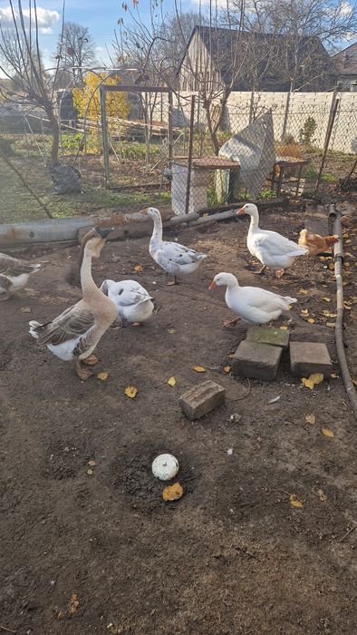 Witam Sprzedam Gęsi.