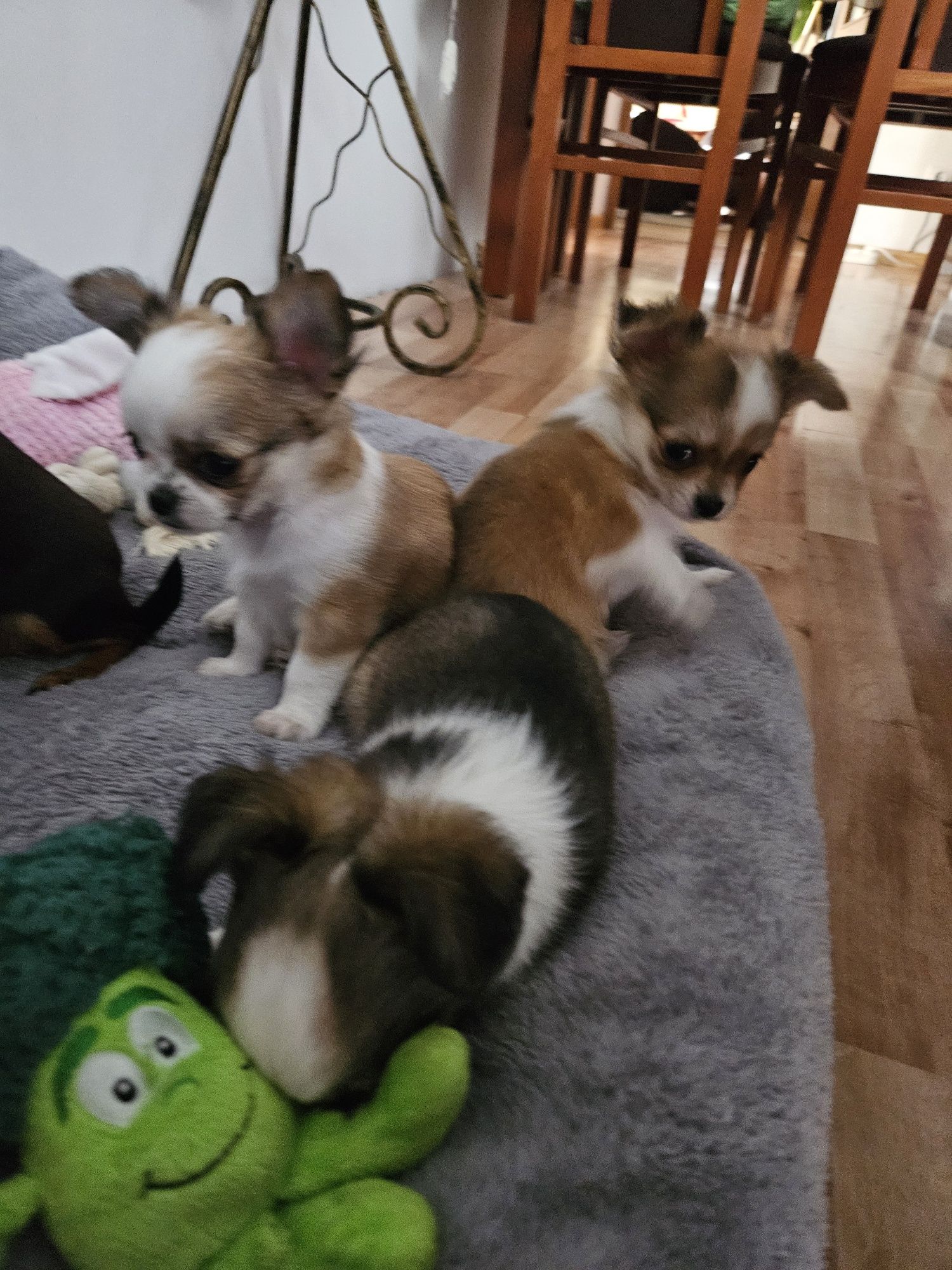 Chihuahua długowłosy