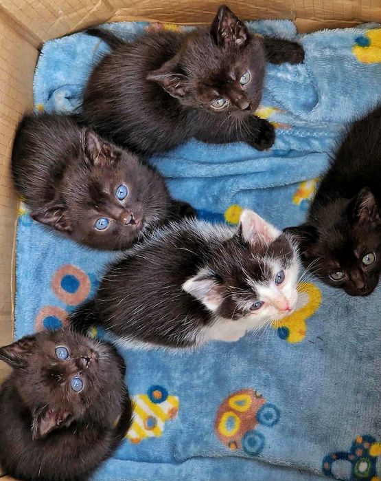 Kotki znajdki do oddania. Zapraszam do rezerwacji