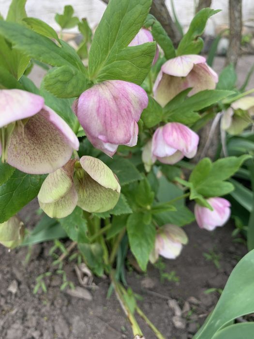 Морозники різного кольору