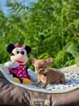 Fantástica! Chihuahua Fêmea Super Miniatura Pêlo Curto
