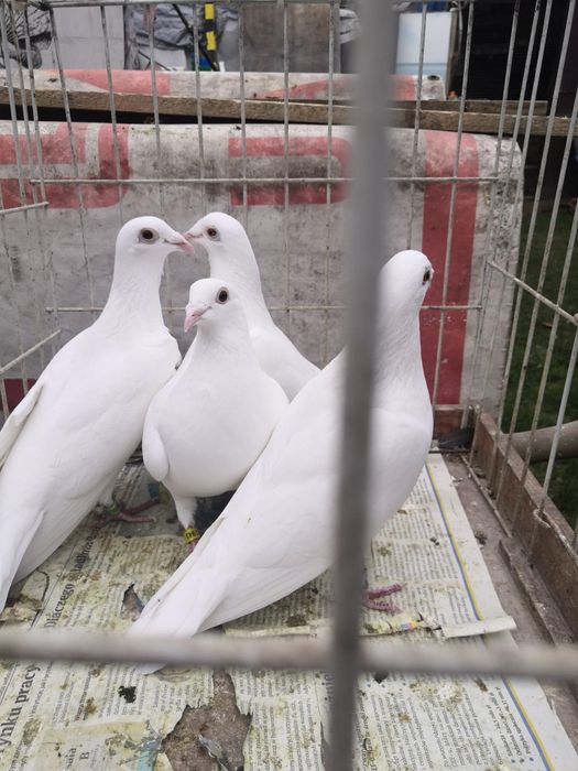 Białe pocztowe, gołębie, białe Delbary