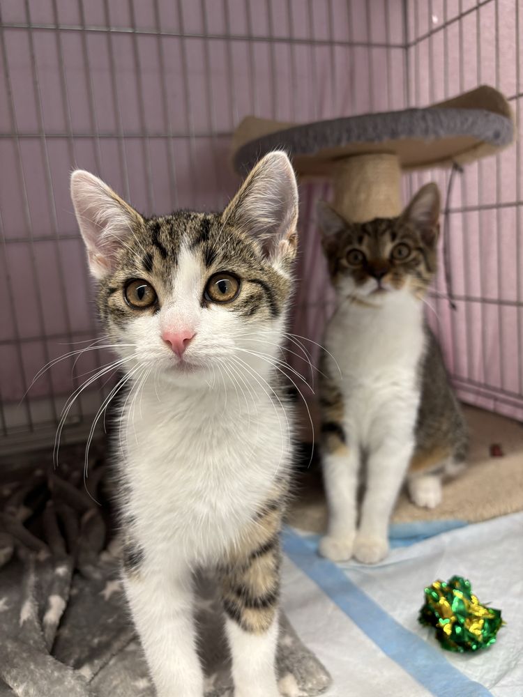Fabio i Bianca do adopcji
