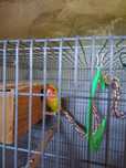 Agapornis roseicollis