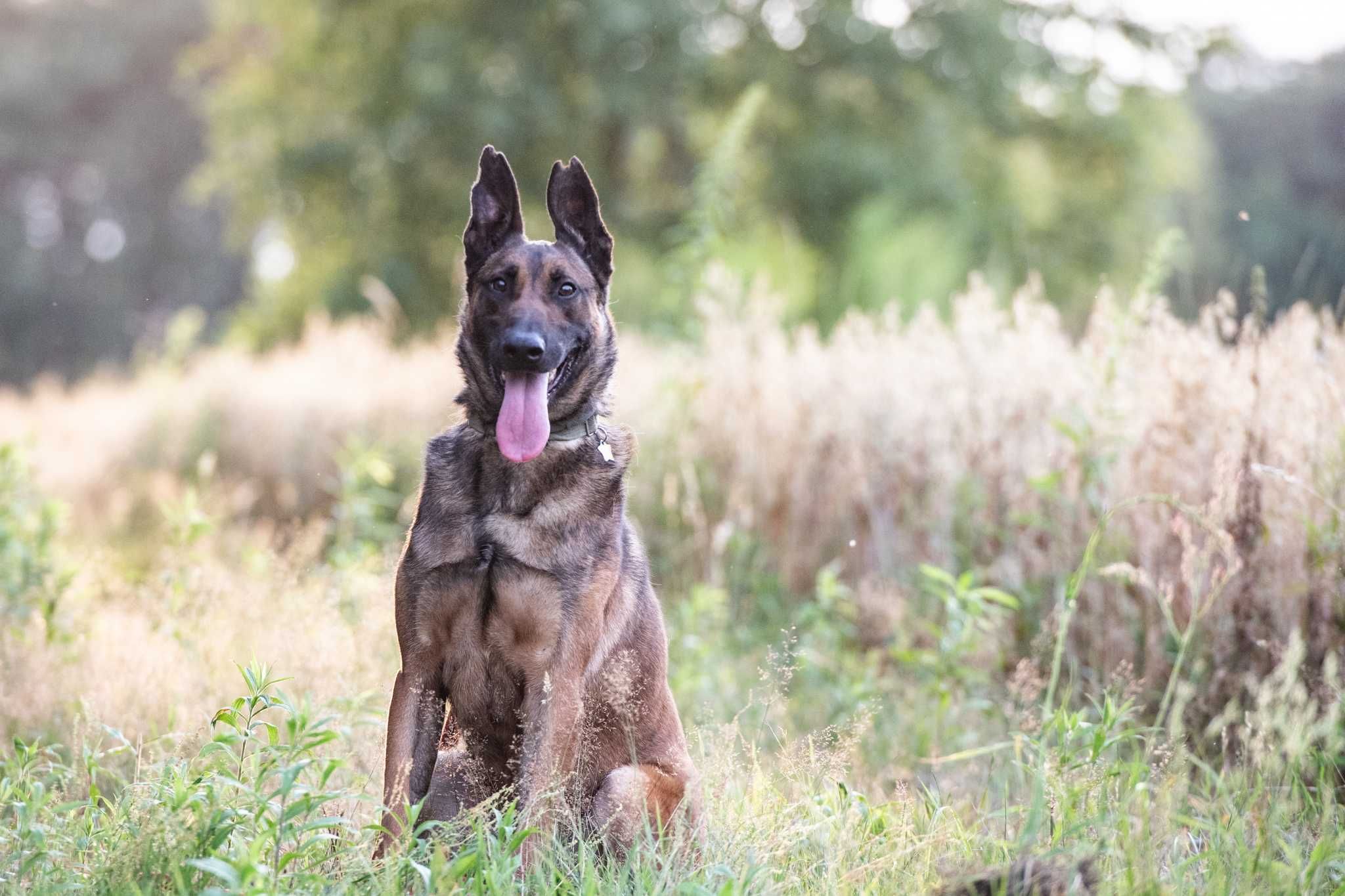 Waleczny Mars szuka swoich ludzi - psiak w typie belg malinois