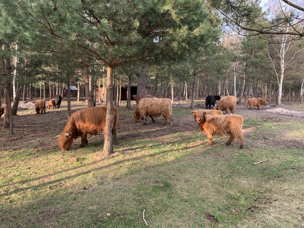 Highland Cattle Bydło szkockie