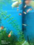 Trios Guppys capuchinho vermelho