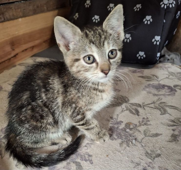 do adopcji kotki  NALA I KIARA