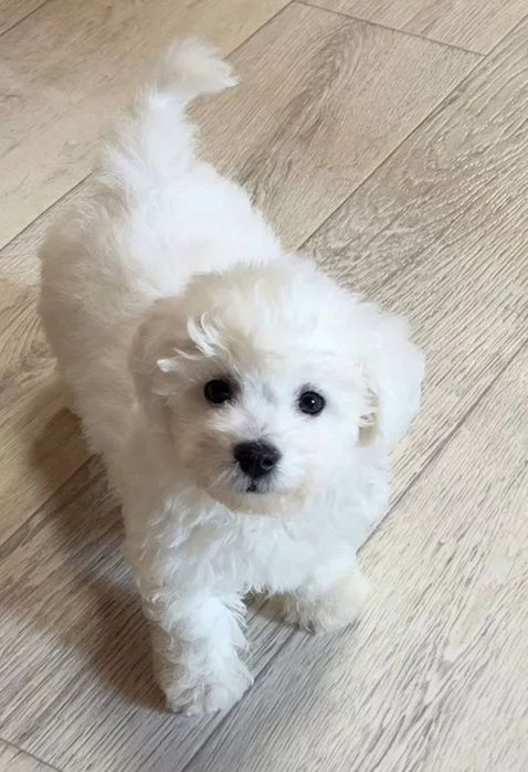 В наличии Бишон Фризе