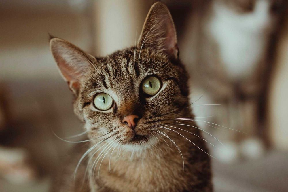 Pięknie umaszczony koucr