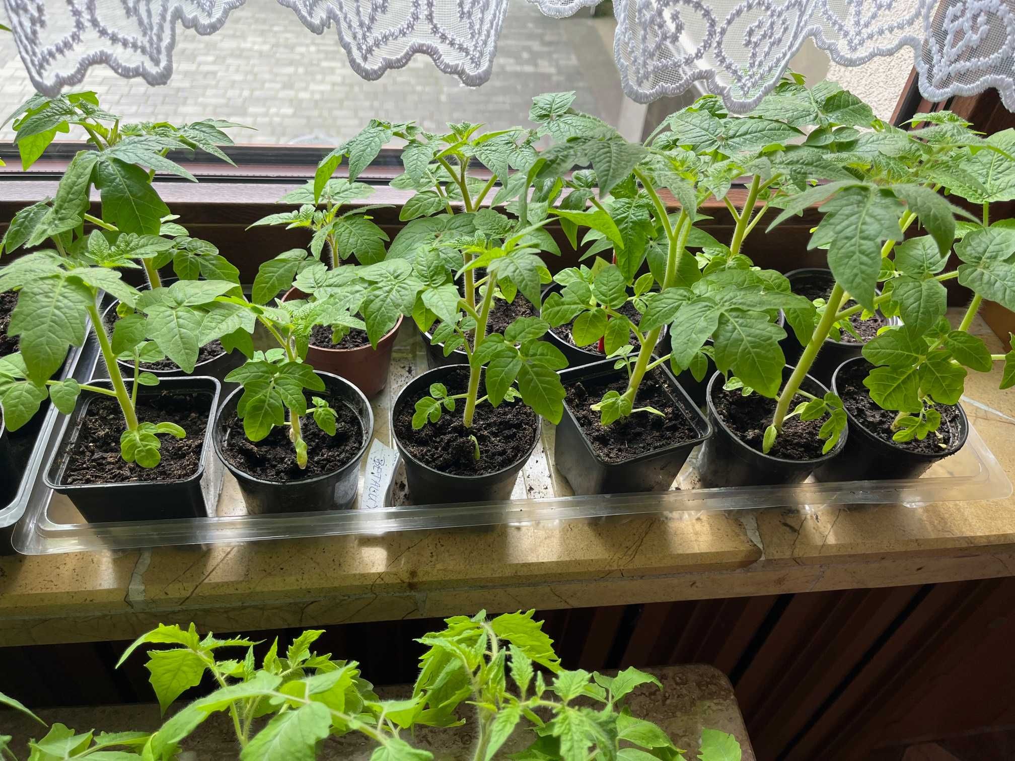 sadzonki pomidora różne odmiany w opisie