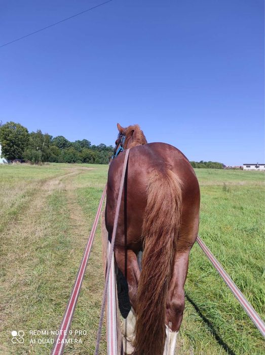 Торійський жеребець для паровки