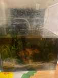 Akwarium/krewetkarium+ akcesoria