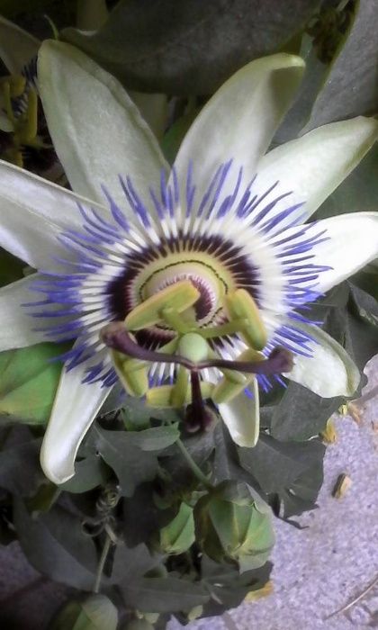 Plantas de Maracujá Azul « Passiflora » Híbrido .