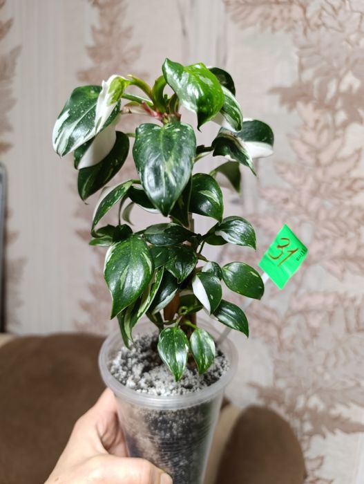 філодендрон Біла принцеса триколор