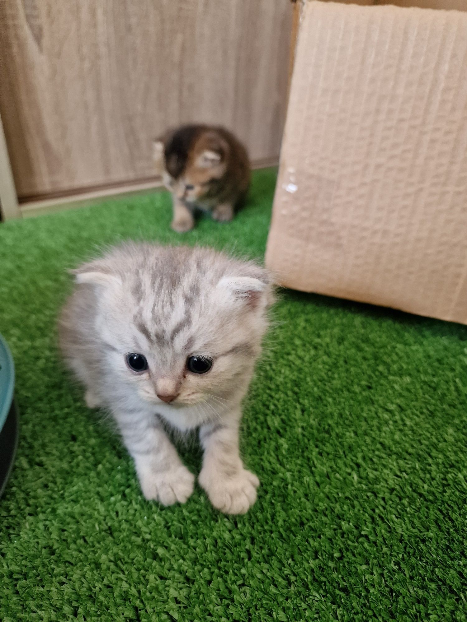 Scottish fold fêmea
