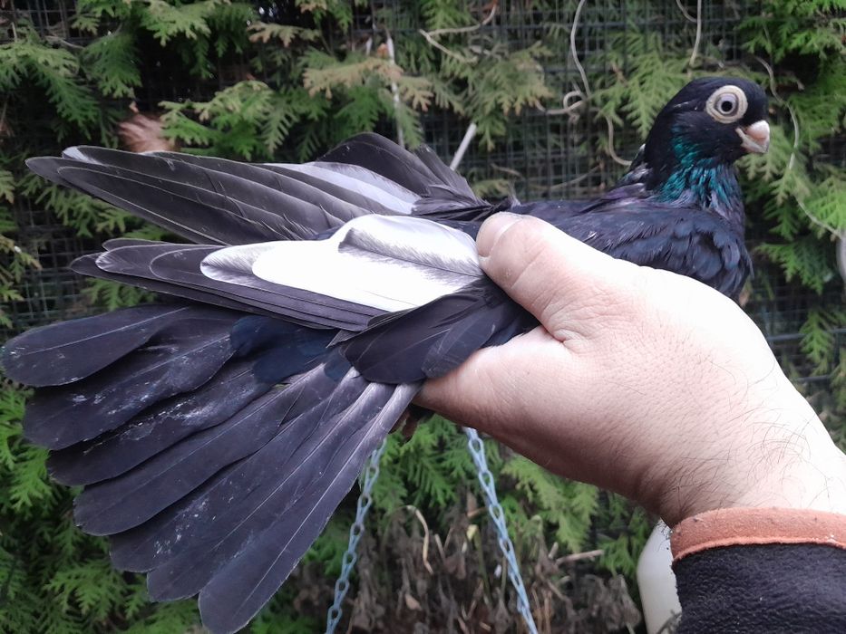 Gołębie zamojskie 25r.