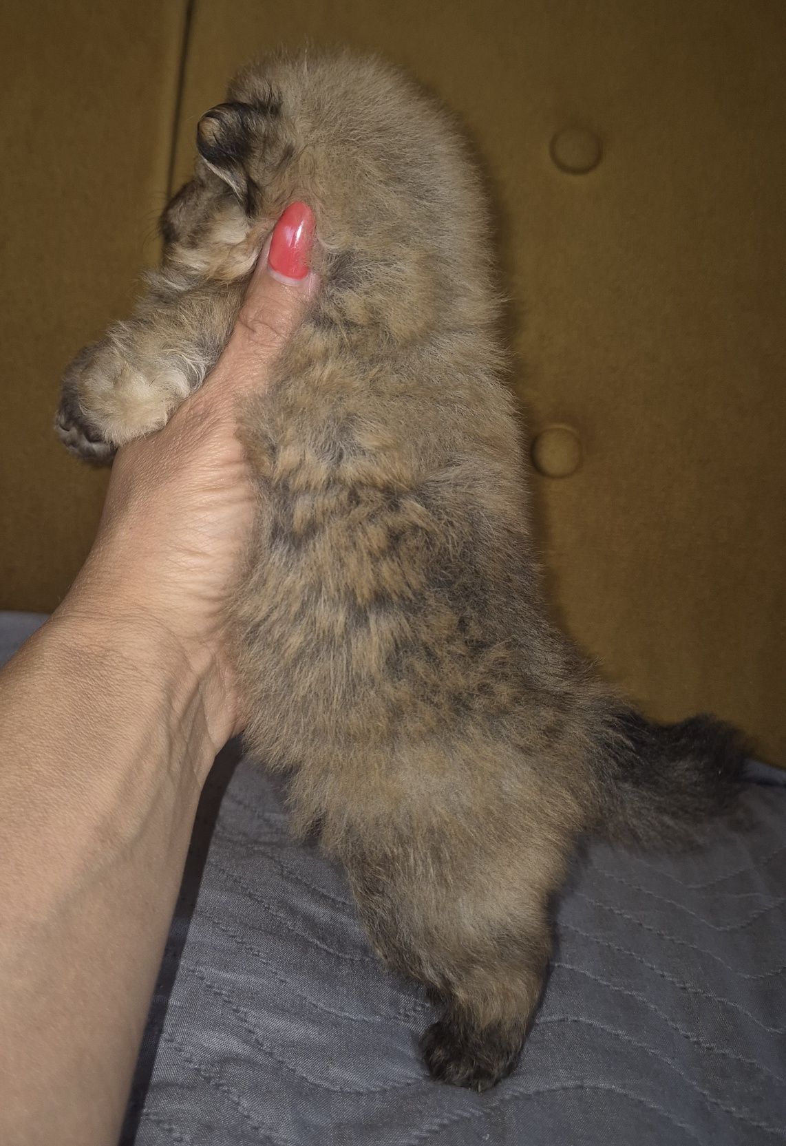 Szpic miniaturowy  piesek