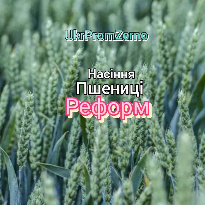 Насіння пшениці Реформ