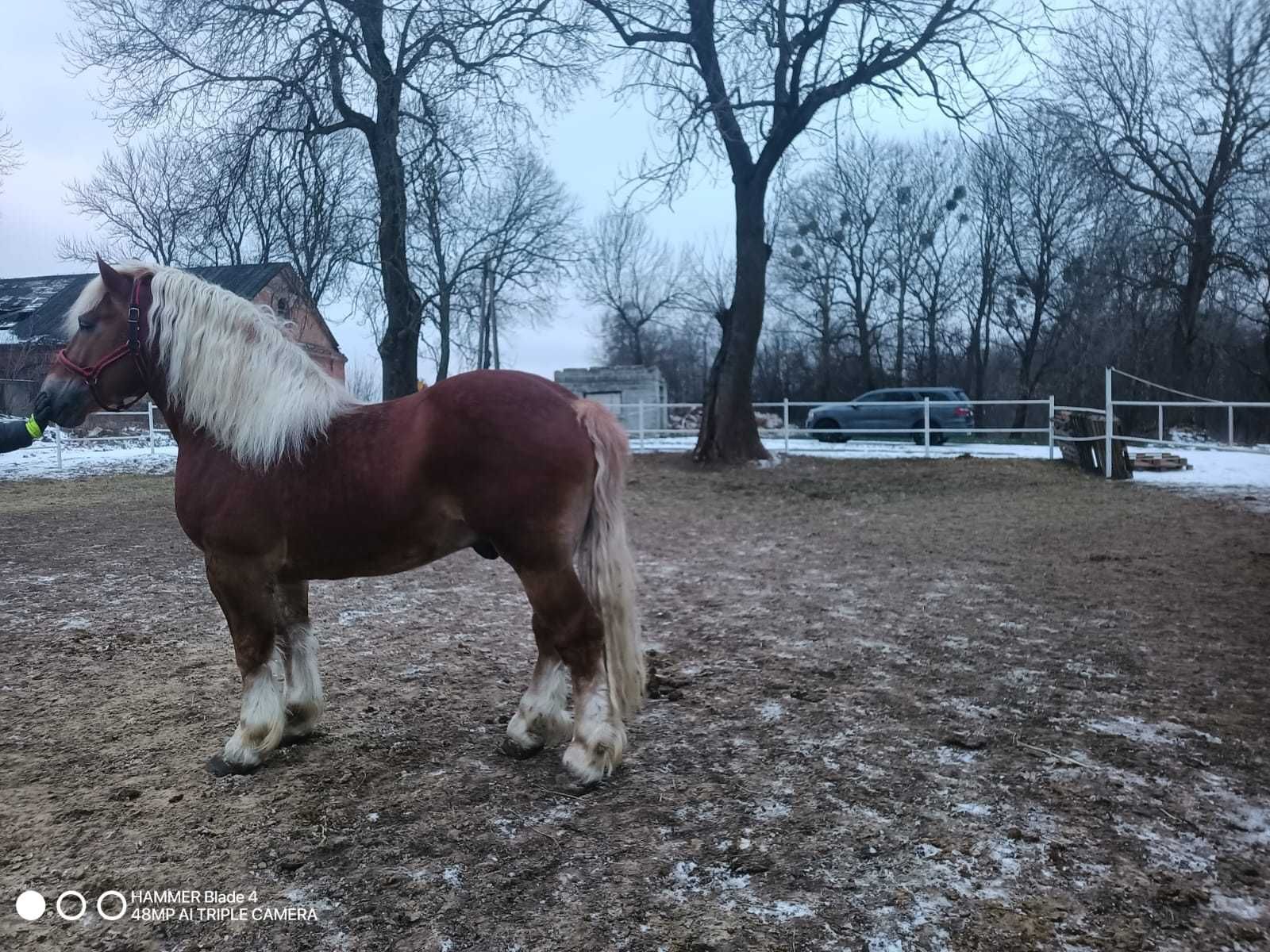 Ogier zimnokrwisty w typie sokólskim