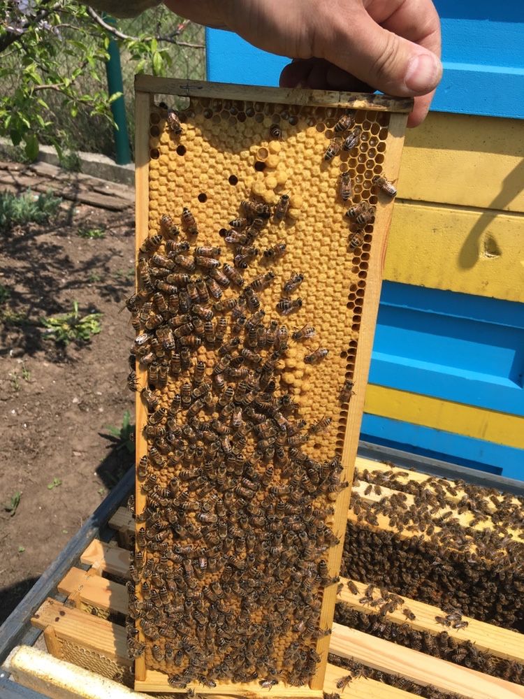 Бджолопакети, бджолосімʼї на 145 рамку