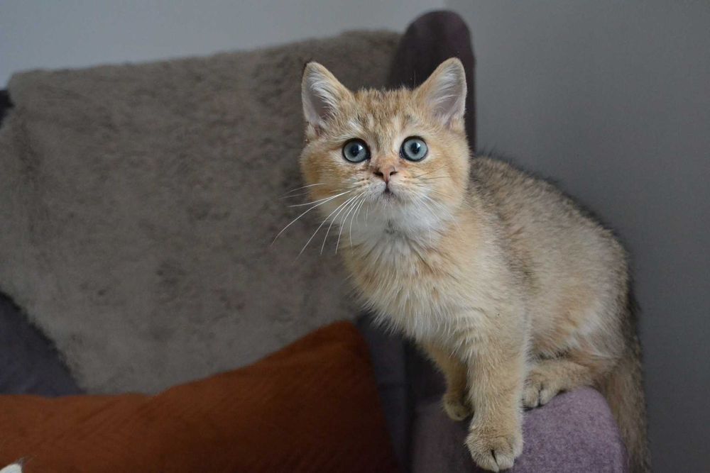 koteczki szkocka -urocza