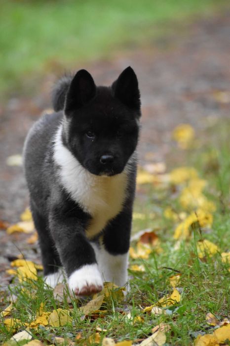 Akita Amerykańska, Akity amerykańskie - suczka FLORA FCI/ZKwP