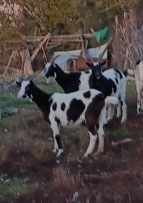 Sprzedam kozy zakocone