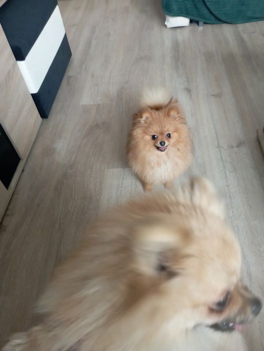 Szpic miniaturowy pomeranian