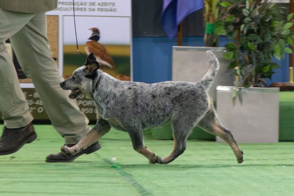 Australian Cattle Dog (Cão Boieiro Australiano)