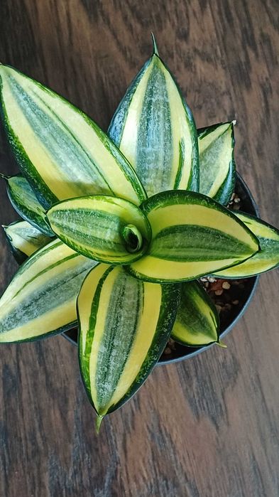 Сансевієрія Ханні Голден Маргіната Цунамі Люсіль Полан