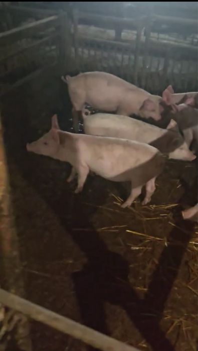 Поросята сало-мясної породи