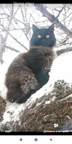 Чорний ангорський кіт