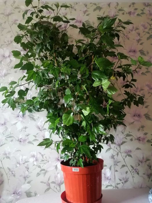 гигантское дерево гибискус китайская роза 1, 6 метра