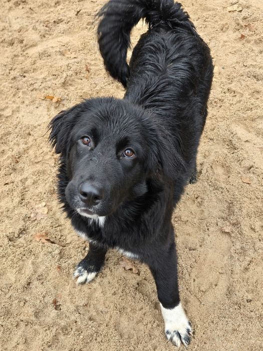 Bella- szczeniak do adopcji