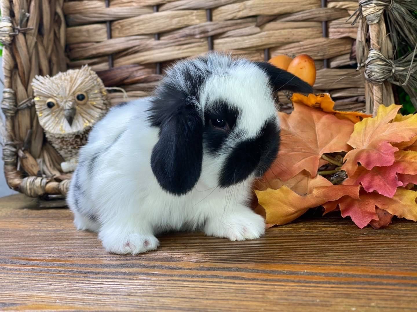 Mini lop teddy karzełek zarejestrowana hodowla