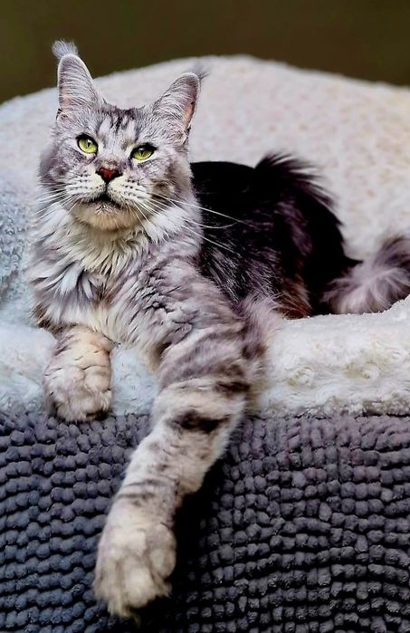 Maine coon, przepiękna kotka czarna srebrzysta klasycznie pręgowana