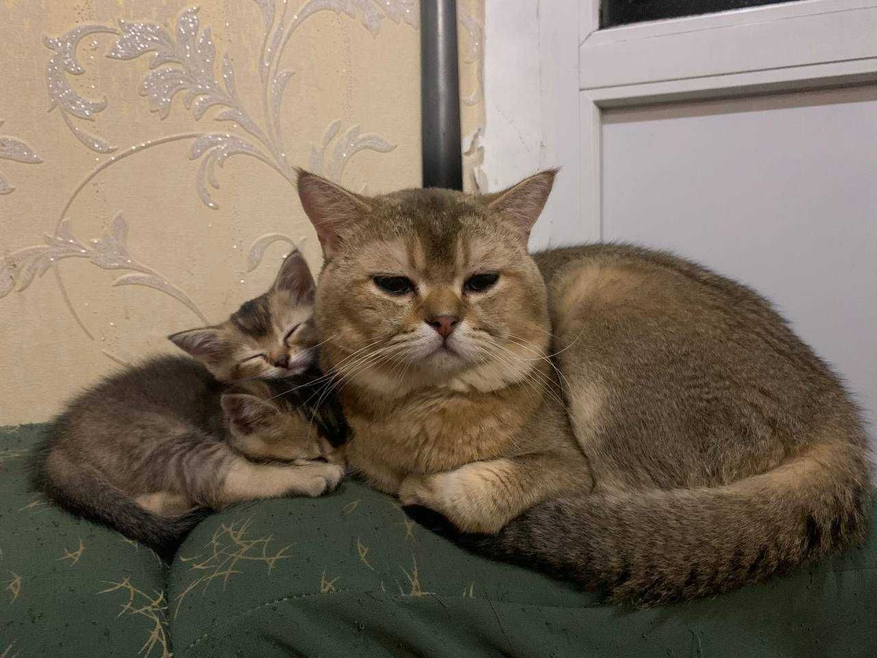 Кошенята скотіш фолд