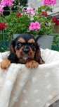 Cavalier King Charles spaniel PIESEK