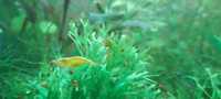 Krewetki żółte do akwarium