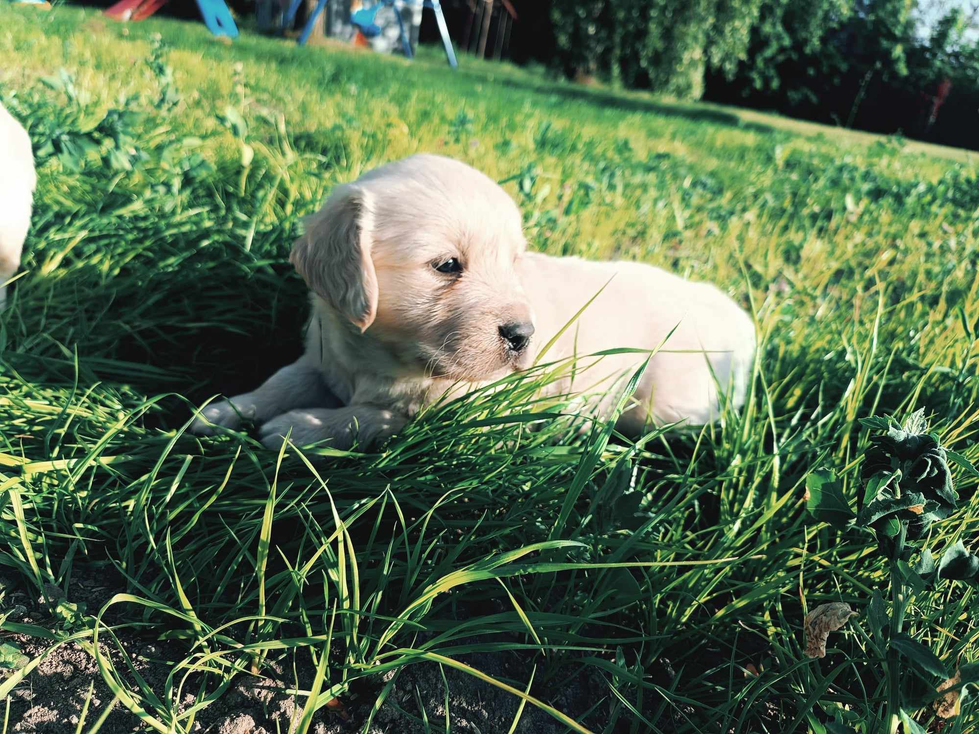 Golden retriever szczeniak